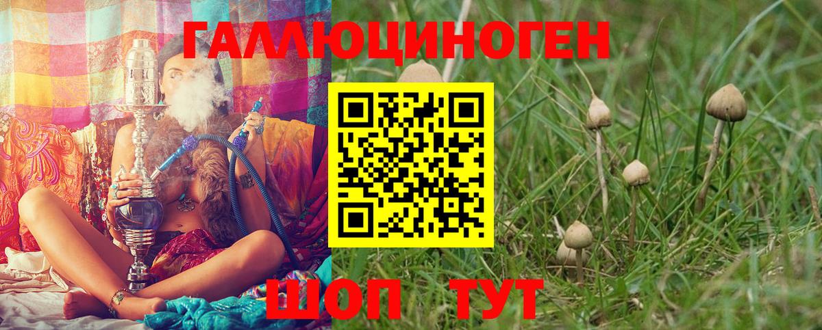 Галлюциногенные грибы Psilocybe Кисловодск